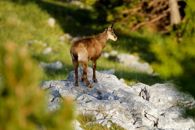 Photo le chamois dans le parc naturel de biokovo en croatie