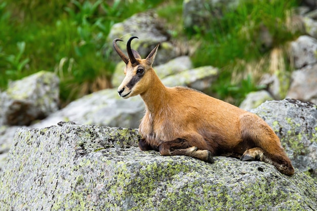 Chamois Tatra couché sur un rocher