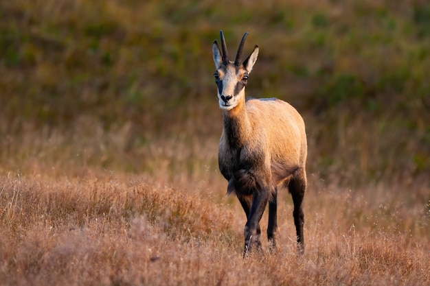 Chamois Tatra debout avec les jambes croisées et face à la caméra.