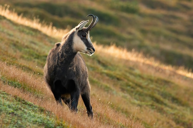 Chamois de Tatra debout sur une pente d'herbe dans la nature d'automne