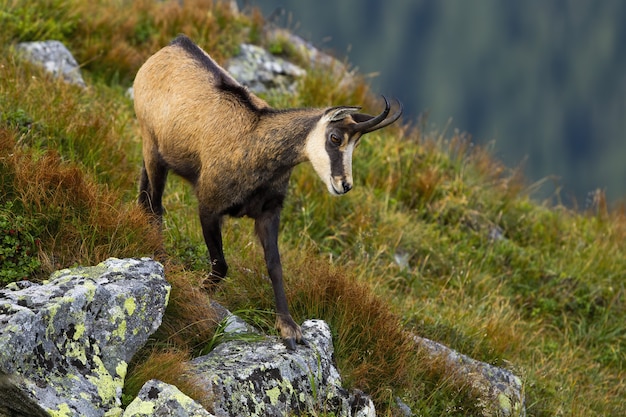 Chamois tatra énergique descendant la pente avec de la roche et de l'herbe verte.