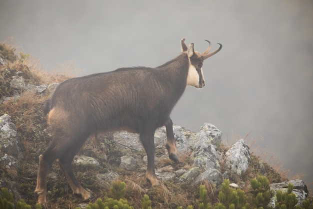 Chamois de Tatra grimpant sur des rochers dans la brume dans la nature d'automne