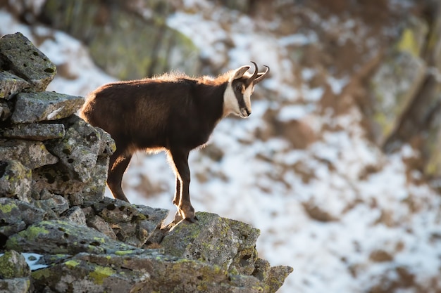 Chamois de Tatra s'élevant sur des pierres en nature d'hiver