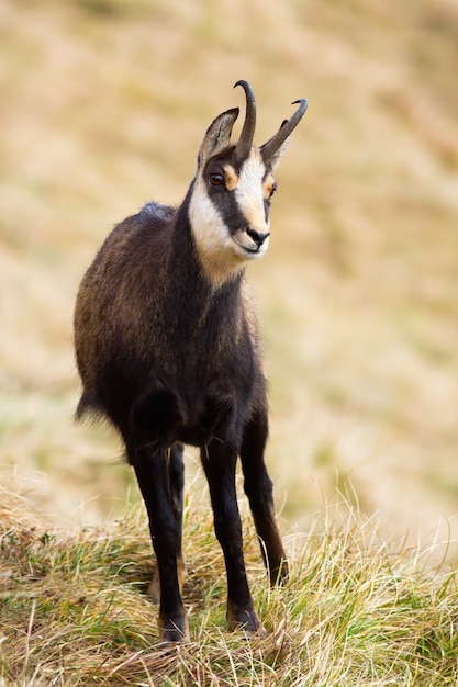 Chamois des Tatras debout sur l'herbe dans les montagnes en automne nature.