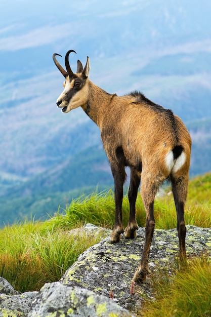 Chamois des Tatras haletant sur les rochers dans la nature estivale