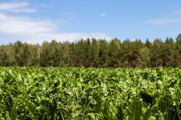 Champ agricole avec betterave à sucre en croissance pour la production de sucre