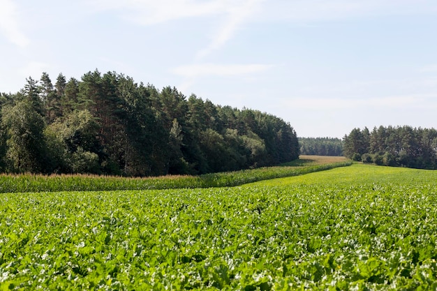 Champ agricole avec betteraves vertes en tête de culture de betteraves sucrières pour la production de sucre