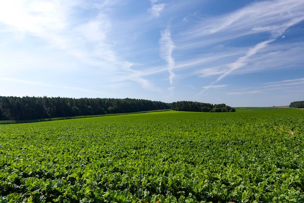 Champ agricole avec des betteraves vertes