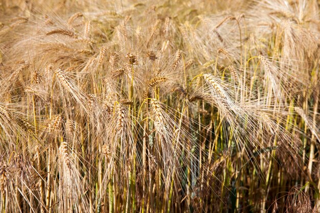 Champ agricole avec des céréales jaune doré mûres