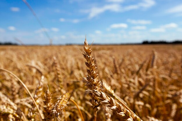 Champ agricole avec des céréales