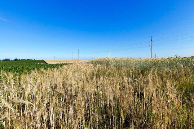 Champ agricole avec des céréales