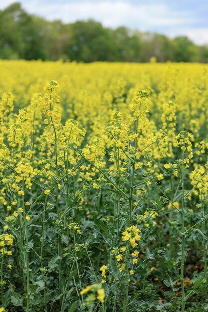 champ agricole champ de colza jaune