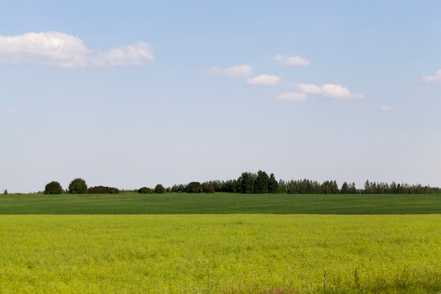 Champ agricole avec colza fané