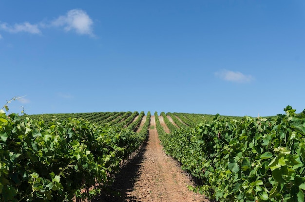 Champ agricole contre le ciel