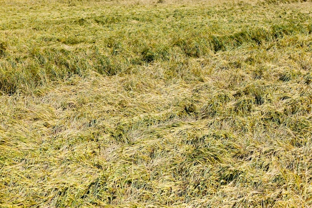 Un champ agricole avec du blé en été