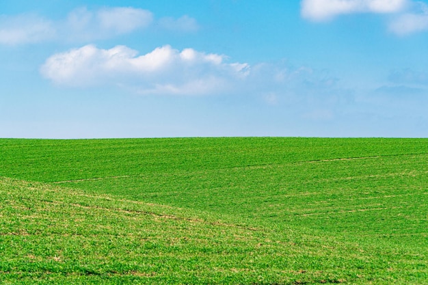 Le champ agricole avec du blé vert Paysage minimaliste Beauté de la terre