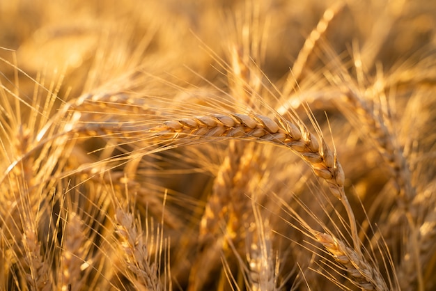 Champ agricole avec du blé