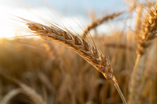 Champ agricole avec du blé