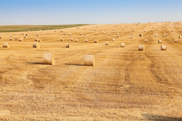 Champ agricole avec du blé