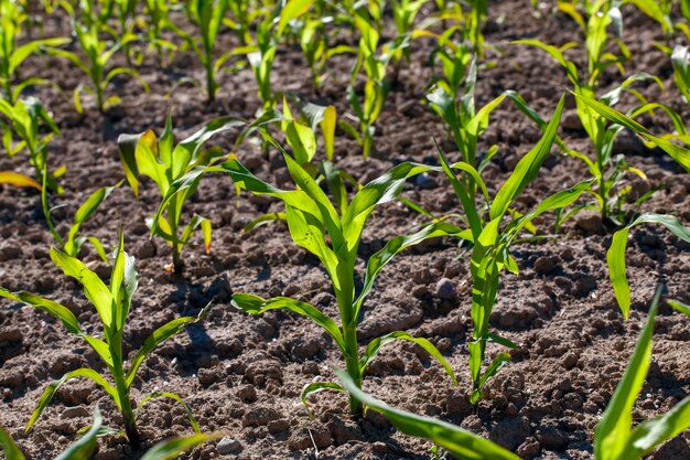 Champ agricole avec du maïs dans le sol et la boue