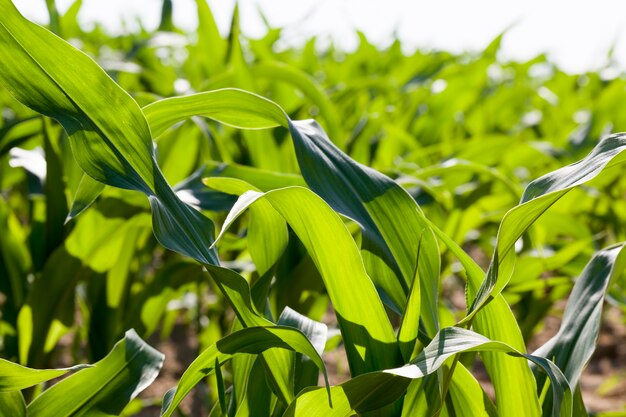 Champ agricole avec du maïs vert