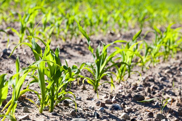 Champ agricole ensoleillé avec maïs sucré vert