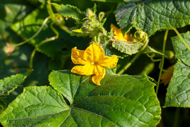 Champ agricole avec fleurs de concombres jaunes en fleurs en été pendant la floraison