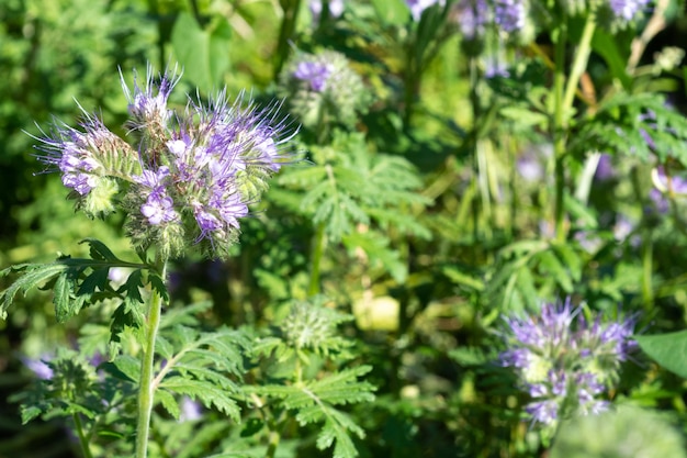 Champ agricole de fleurs de phacélie gros plan Phacélie en journée ensoleillée