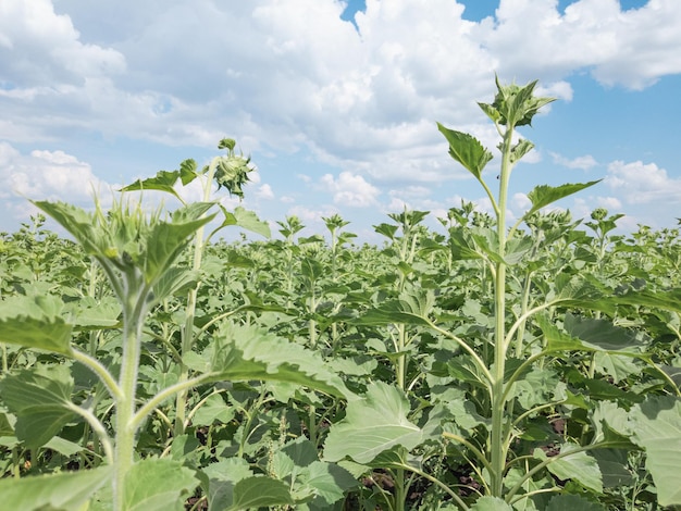 Champ agricole avec fond fermé de jeunes tournesols non mûrs.