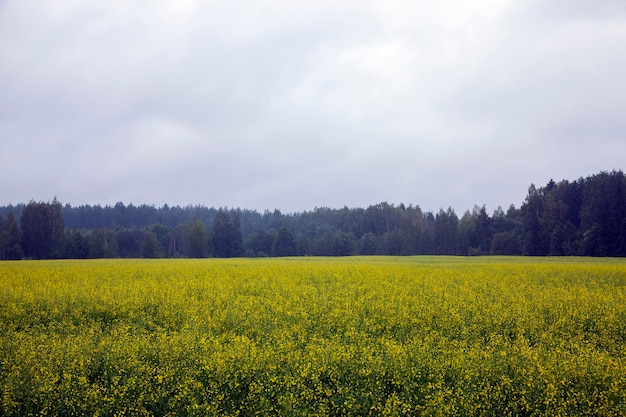 champ agricole avec des graines de colza en fleurs, un champ où poussent des plantes à huile de colza