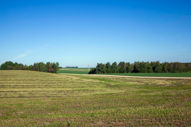 Champ agricole avec de l'herbe et d'autres plantes