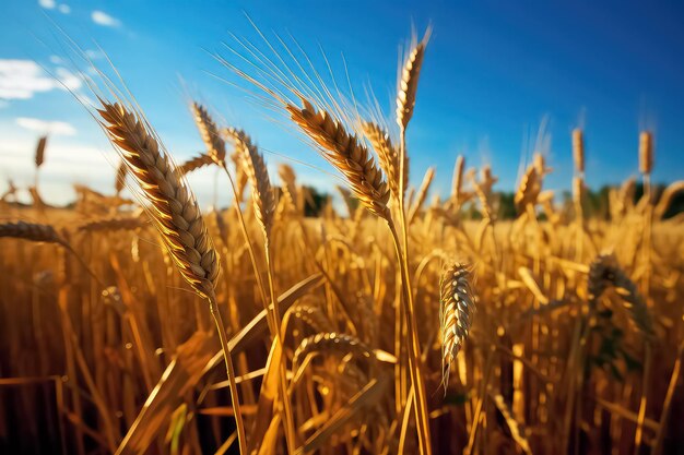 Champ agricole jaune avec blé mûr et ciel bleu AI