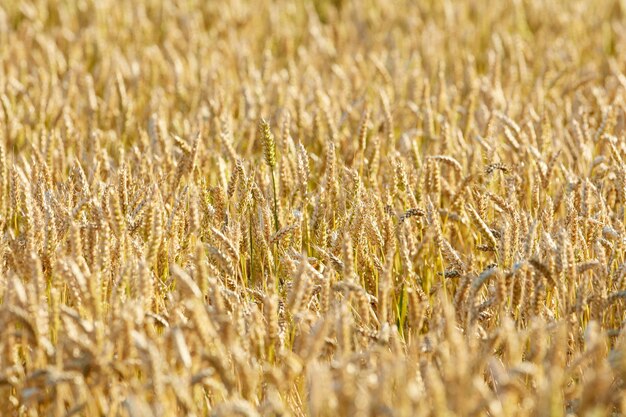 Champ agricole jaune avec du blé mûr Plante céréalière poussant dans une ferme de campagne pendant la saison des récoltes Paysage pittoresque de tiges dorées vibrantes de céréales cultivées sur un terrain durable en été