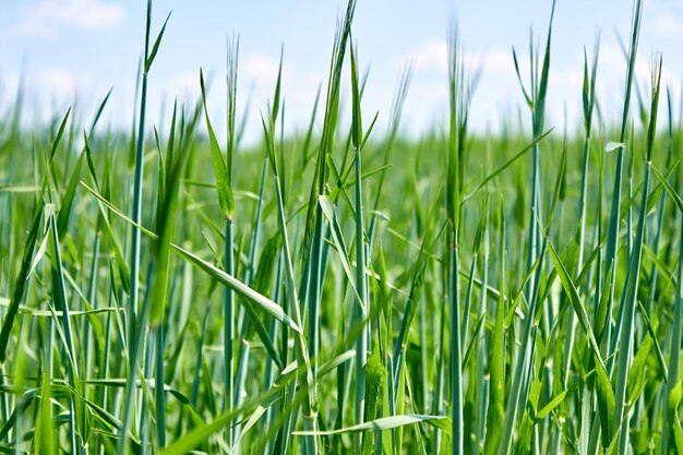 Un champ agricole avec de jeunes épillets de blé vert en pleine croissance