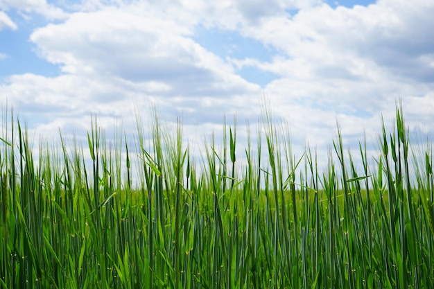 Champ agricole avec de jeunes pousses de blé vert paysage de printemps lumineux sur une journée ensoleillée fond de ciel bleu