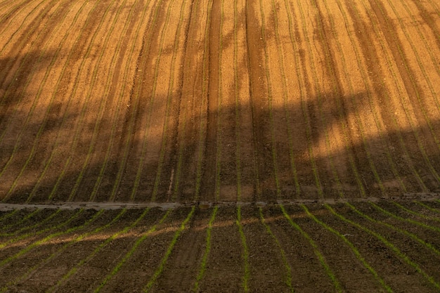 Un champ agricole labouré au coucher du soleil Les rayons jaunes du soleil illuminent le champ de blé Un endroit écologiquement propre pour la culture de céréales