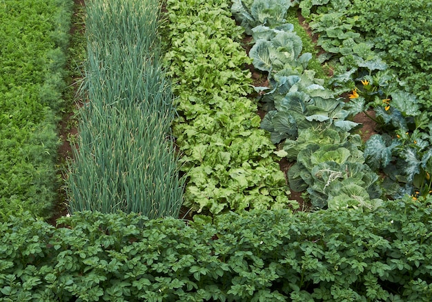 Champ agricole avec des légumes en croissance - feuilles de carotte, pomme de terre, betterave et chou. Concept d'agriculture et de jardinage