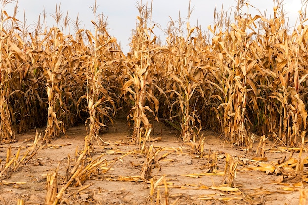 Un champ agricole sur lequel pousse du maïs jauni mature. l'automne.