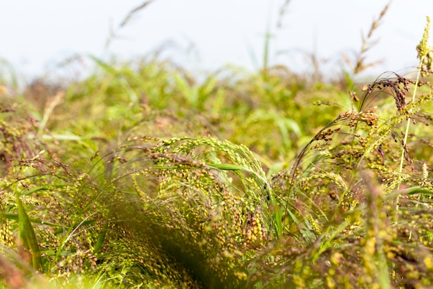 Champ agricole sur lequel pousse de la végétation verte et de l'herbe. Gros plan photo. La saison d'été