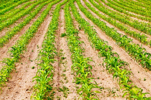 Un champ agricole sur lequel poussent du maïs