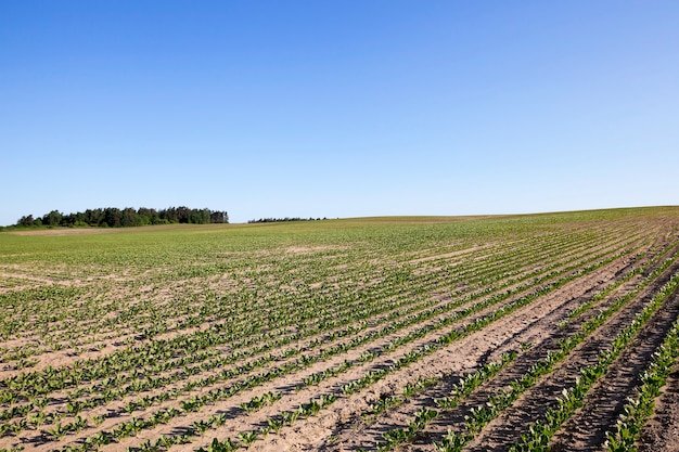 Le champ agricole sur lequel poussent les pousses de betterave.