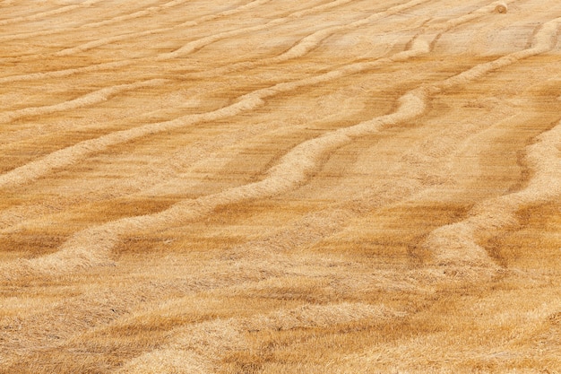 Un champ agricole sur lequel reposent des meules de paille après la récolte, une petite profondeur de champ