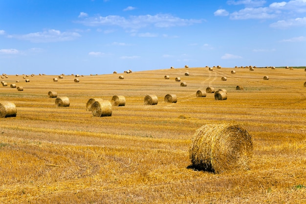 Un champ agricole sur lequel se trouvent une pile de paille après la récolte du blé