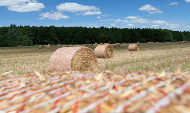 Champ agricole avec des meules de foin après la récolte du seigle, du seigle il y avait des meules de foin dorées de paille épineuse, des meules de paille de seigle, gros plan