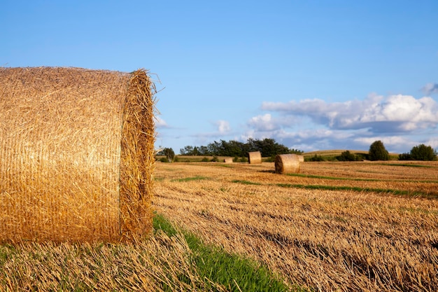 Champ agricole avec meules de paille après la récolte du blé