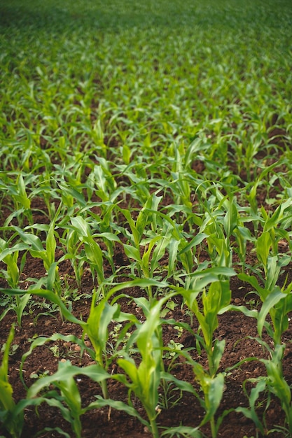 Champ agricole de millet de sorgho frais.