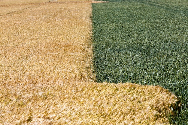 Champ agricole mixte avec différentes céréales