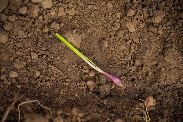 Champ agricole d'oignons verts en Inde.