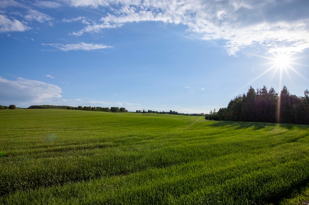 Champ agricole où le blé céréalier est cultivé