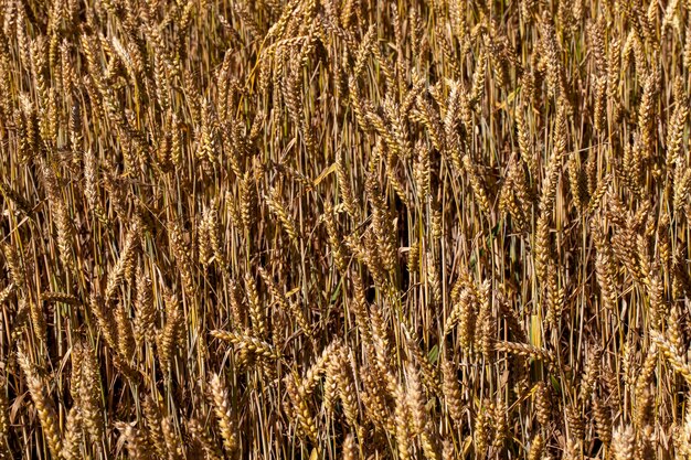 Champ agricole où le blé céréalier est cultivé